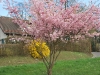 DSC_0080.jpg