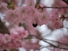 DSC_0086.jpg